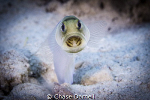 Jaw Fish digging session! 
Little Cayman by Chase Darnell 